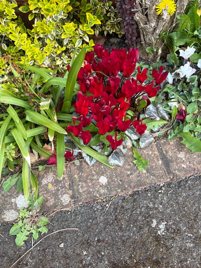 The image depicts a flowerbed bordering a paved surface, likely in a garden or along a walkway. The flowerbed contains a variety of plants including red cyclamen, variegated yellow and green shrubs, ivy, and what appears to be a single dandelion. The paved surface is a mix of brick edging and dark grey asphalt. The scene is consistent with a domestic garden or public green space within a suburban or rural setting.