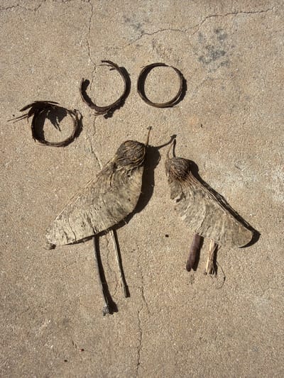 A collection of organic materials is arranged on a cracked, light-beige concrete surface in Eshkol Regional Council, Israel. The scene is illuminated by direct sunlight, casting distinct shadows. In the upper portion of the frame, three dark brown, circular objects, each approximately 5-7 cm in diameter and composed of dried fibrous plant material, are positioned horizontally. Below these, two stylized figures are constructed from large, dried, light-brown, ribbed plant samaras, each roughly 10-12 cm long. The left samara is supported by two thin, dark brown stick segments, approximately 8-10 cm in length, positioned vertically as legs. The right samara, slightly smaller, is supported by one wider, dark brown plant fragment and one thinner stick segment, each approximately 5-7 cm in length, also positioned vertically as legs. The samara figures are oriented with their narrow ends facing each other. The concrete surface displays numerous fine cracks and scattered darker discolorations.