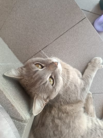 The image shows a close-up, overhead view of a light brown tabby cat lying on its back on a tiled floor. The cat's eyes are open and directed upwards, and its mouth is slightly open, revealing its teeth. The cat's fur is soft and appears to be of a light brown or gray color with darker tabby markings. The floor is made of large, rectangular gray tiles. In the upper right corner of the image, a portion of a light purple object, possibly a bottle cap or a small toy, is visible on the tiles. The cat's left paw is extended outwards, and its right paw is not clearly visible. The lighting suggests an indoor environment. The scene does not depict any elements that can be used to identify a specific location in Parkany, Moldova.