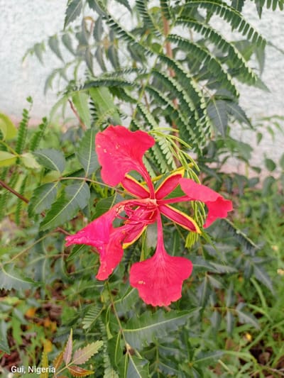 A close-up, eye-level, outdoor shot features a vibrant red and yellow flower with delicate petals, possibly a flame tree blossom. The flower is positioned in the center-left of the frame, surrounded by lush green foliage and a textured, light-colored wall in the background. The bottom left corner of the image displays text indicating "Gui, Nigeria," suggesting the location. The scene appears to be in Kuje, Nigeria.