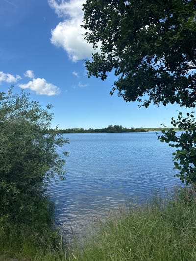 The image depicts a calm lake on a sunny day, as evidenced by the bright blue sky and scattered white clouds. Lush green trees frame the left and lower right portions of the scene, with dense foliage suggesting a natural, possibly rural setting. Tall grasses grow along the right bank of the lake, adding to the wild, untamed feel of the environment.

The lake itself is a prominent feature, its surface rippled by a gentle breeze, reflecting the sky and surrounding greenery. The water appears serene and inviting. In the distance, a treeline marks the far side of the lake, creating a sense of depth and expanse.

The composition of the image, with the strong diagonal line of the lake's edge, gives a dynamic feel to the otherwise peaceful scene. The lighting indicates it is daytime, likely late morning or early afternoon, when the sun is high in the sky. The overall mood conveyed is one of tranquility and natural beauty. There is no visible text in the image.
