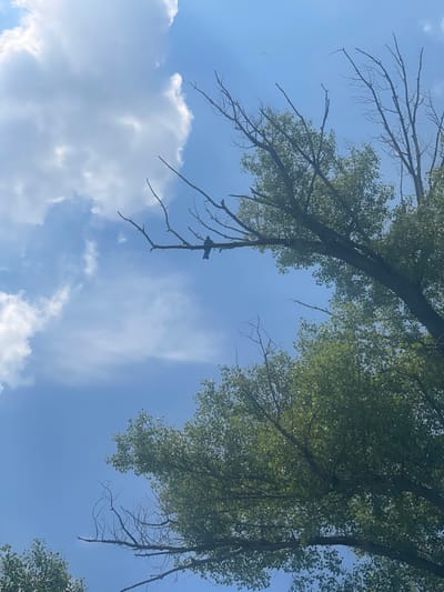 An upward-facing shot captures a clear blue sky dotted with scattered white clouds. Large green trees with branches extend into the frame from the right and bottom, their leaves creating a dappled effect. Bare, dark branches of a dead tree interweave with the living foliage, one of which hosts a small, dark bird. Sunlight streams through the clouds, creating bright highlights. The scene is devoid of human presence and appears to be an outdoor natural setting, possibly in the vicinity of Nezhinka, Russia, given the context provided.