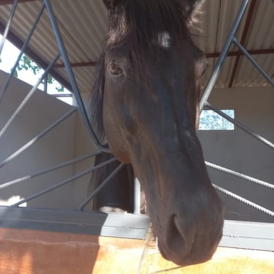 The image shows the head of a dark brown horse with a white star marking on its forehead, peering through a metal grate. The horse is positioned in the foreground, with its snout slightly extended towards the right side of the frame. Its eye is visible and appears to be looking forward. The background is a blurry mix of metal structures, possibly part of a stable or enclosure, and a glimpse of the outdoors through a window or opening, showing trees and bright light, suggesting it is daytime with possibly sunny weather. The overall scene depicts a horse in what appears to be a controlled environment, possibly a stable or a paddock, with a focus on the animal's face and its immediate surroundings. There is no visible text in the image.