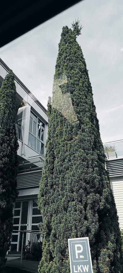 The image shows a tall, conical evergreen tree in front of a modern building in Fellbach, Germany. The building has large windows and a metallic facade. A sign with a blue "P" symbol and the word "LKW" (German for truck) is visible in the foreground, indicating a parking area for trucks. The sky is overcast. The tree appears to be a Yew tree.