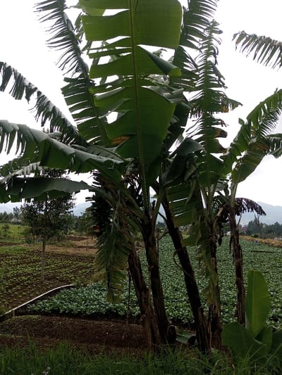 The scene depicts an agricultural landscape in Kondha, India, under an overcast sky. In the foreground, approximately five banana plants with large, green, partially tattered leaves stand prominently, their brown trunks visible. Several leaves show signs of age or damage, with some browning or tearing.

Beyond the banana plants, a cultivated field extends across the midground. On the left side, rows of smaller, green leafy plants are visible, interspersed with bare earth. A white PVC pipe, presumably for irrigation, snakes across this section of the field. To the right, a denser, uniform expanse of very green, low-growing plants, possibly a brassica crop like cabbage or broccoli, covers a significant area.

In the background, additional trees are scattered across the landscape, and a range of distant hills or mountains is visible under the hazy sky. No individuals, animals, or active processes are discernible within the frame. The overall impression is that of a rural agricultural area.