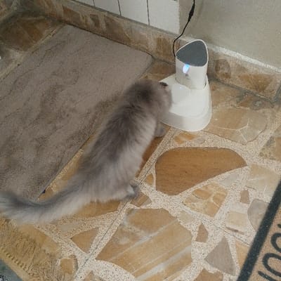 A fluffy gray cat stands beside a white automatic feeder. The feeder has a light blue indicator at the top. The background includes a gray floor mat and a tiled floor with tan and brown irregular shapes. A white wall is visible behind the feeder, with a black power cord leading to it. A small section of a black doormat is in the bottom right.