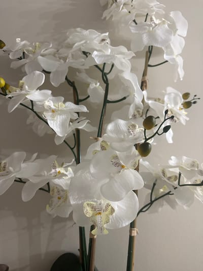 A close-up, full-frame shot captures a faux white orchid plant against a light beige wall. The plant features multiple delicate white petals with speckled yellow and purple centers, and several green buds. The stalks are supported by brown wooden stakes. The lighting casts subtle shadows on the wall. The image does not contain any people or provide information about its location in Easton, United States of America.