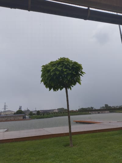 This is a medium-shot, eye-level, outdoor, daytime photograph taken in Romanivka, Ukraine, showing a single, round-topped tree with green leaves standing on a grassy area in the foreground. The tree trunk is thin and brown. Behind the tree is a body of water, likely a lake or reservoir, with ripples indicating rain. A wooden boardwalk extends into the water from the right side of the frame. The water surface is covered with raindrops. In the background, there is a line of trees and buildings, including industrial structures and a transmission tower. The sky is overcast and grey, suggesting rainy weather. A dark, horizontal pipe or beam runs across the top of the image. There are no people or animals visible in the scene.