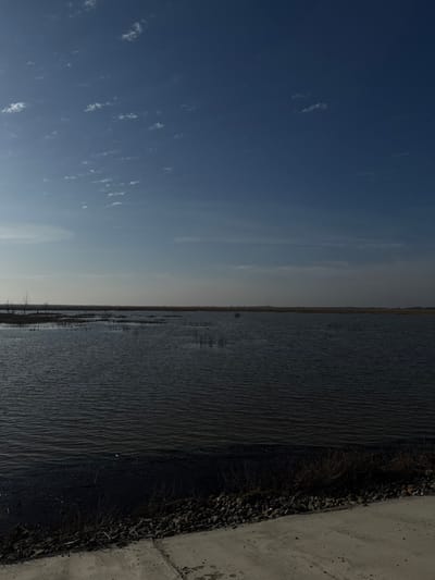 This image depicts an expansive outdoor scene in the city of Khomuty, Russia, primarily featuring a large body of water under a wide sky. The sky occupies the upper two-thirds of the frame, displaying a deep blue hue with scattered small, white cumulus clouds concentrated in the upper left quadrant. The sky lightens slightly towards the horizon.
The middle ground is dominated by a dark, calm body of water, exhibiting minimal surface ripples. Sparse, dark, bare tree branches or small, leafless trees are visible emerging from the water on the left side. Patches of darker vegetation, possibly reeds or submerged plants, are distributed across the water's surface towards the horizon. The horizon line is flat and extends across the entire width of the image, where the water meets a distant, indistinct dark landmass or dense vegetation.
The foreground on the bottom right features a light gray concrete or paved surface. Adjacent to this surface, towards the water, is a strip of dark soil or earth interspersed with small, dark rocks or gravel. Sparse, dry, brown shrubbery or weeds grow along this immediate shoreline. No individuals, animals, or active subjects are present within the scene.