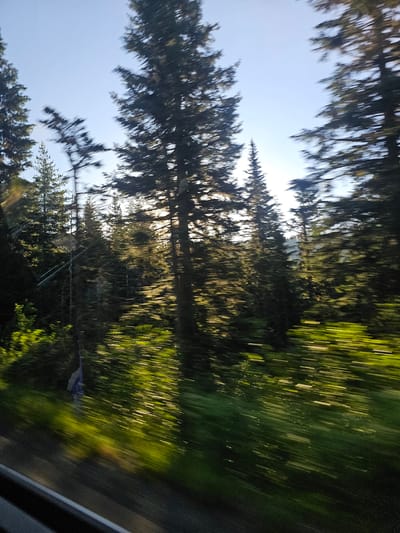 The image shows a view of a forest with tall evergreen trees, likely pine or fir, from the perspective of a moving vehicle. The motion blur indicates the speed at which the photo was taken, streaking the greenery and the tree trunks into abstract lines of color. Sunlight filters through the trees, casting dappled light on the forest floor and creating bright streaks of yellow and green. The sky above is a clear, pale blue. The foreground shows a dark, possibly asphalt or road surface, with a lighter stripe running along its edge. The trees are dense and appear to be growing on a hillside. The scene is consistent with a drive through a wooded area in or around Packwood, Washington, known for its proximity to Mount Rainier National Park and its extensive evergreen forests. There are no people or identifiable man-made structures visible besides the implied road.