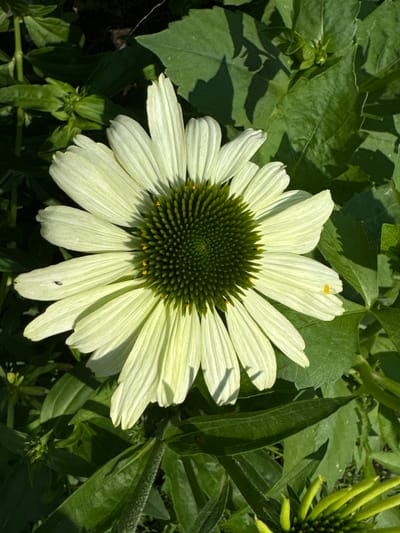 The image shows a close-up of a pale yellow coneflower with a dark green, spiky center. The flower is in full bloom, with numerous ray florets radiating outwards. The background is filled with lush green foliage, suggesting an outdoor setting, likely a garden or park. There are no people or man-made structures visible in the frame. The lighting indicates it is daytime, with sunlight casting shadows on the leaves. There is no discernible information within the image to suggest a specific location in Chernoistochinsk, Russia, or any specific action or interaction.