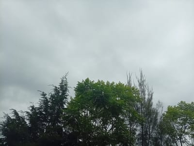 The image shows a cloudy sky above a line of trees. The trees vary in species and density, with some appearing dark and coniferous, while others are lighter green and deciduous. The foliage is dense on some trees and sparse on others, revealing the branches beneath. The lighting is diffused due to the overcast sky, creating a soft, even illumination across the scene. The background is a uniform grey sky with subtle variations in cloud density. The image is cropped to focus on the treetops and the sky, with no visible ground or man-made structures. The location is identified as San Lucas Tulcingo, Mexico.