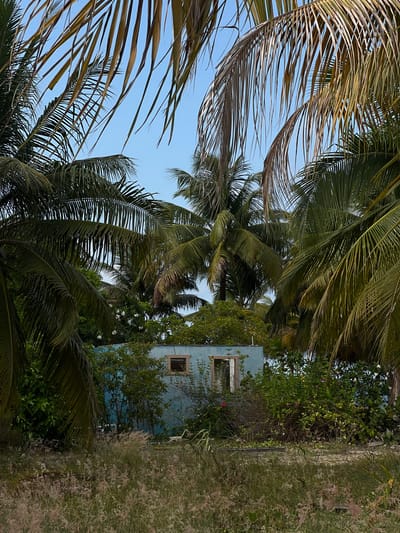 The image shows a scene in Placencia, Belize, featuring a light blue building partially obscured by lush vegetation, including palm trees and flowering plants. The building has at least two visible window frames, with the windows themselves appearing dark. Overgrown foliage surrounds the structure, with tall grasses and weeds in the foreground on the right side. Palm fronds frame the sky, partially covering the blue sky in the background. The image is oriented with the building and foliage on the right side and the palm trees on the left, facing upwards.