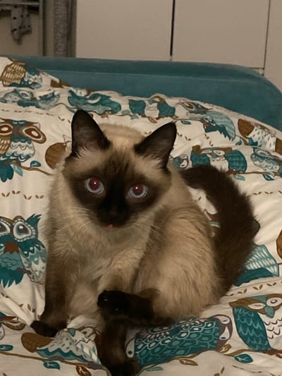 A Siamese cat with blue eyes and dark brown markings on its face and ears sits on a bed with an owl-patterned comforter. The cat's tail is curled around its body. The background is blurry, but a turquoise headboard is visible. The image appears to be taken indoors in a domestic setting.