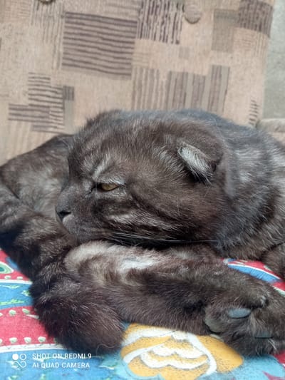 A close-up, horizontal, eye-level shot shows a dark grey tabby cat lying down on a patterned fabric surface. The cat is curled up, with its head resting on its paws. Its eyes are partially closed, and its ears are folded back. The fabric surface beneath the cat features a colorful, geometric pattern in shades of red, blue, yellow, and white. The background is a blurred, neutral-toned fabric with a subtle geometric pattern. The image appears to be taken indoors, likely on a piece of furniture. The metadata at the bottom left of the image indicates it was taken with a "REDMI 9 AI QUAD CAMERA". There is no indication of the location in Alamüdün, Kyrgyzstan.
