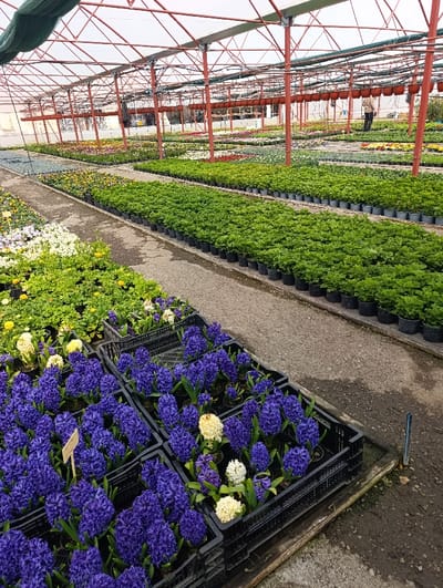 The scene depicts the interior of a commercial greenhouse located in Zimnitsa, Bulgaria. The structure features a red metal frame supporting a translucent roof and partial green netting. In the immediate foreground, multiple black plastic crates contain potted hyacinths; the majority are deep purple, with interspersed white and pale yellow varieties. A narrow, damp concrete or dirt pathway separates these crates from extensive rows of other plants. The midground features parallel rows of lush green potted plants, possibly leafy annuals, followed by numerous beds or pots containing various flowering plants in hues of white, yellow, pink, and red. In the background, a single individual, wearing light-colored clothing, stands upright amidst the plant rows, appearing to observe or attend to the vegetation. Numerous empty brown hanging pots are suspended from the overhead frame throughout the greenhouse.