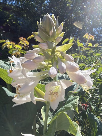 This image depicts a close-up view of a Hosta plant with its white flower stalk prominently featured. The stalk displays a cluster of white, trumpet-shaped flowers, some of which are open, revealing yellow stamens, while others are still in bud form. The leaves of the Hosta are large, green, and textured. The background is a blurred mix of greenery, suggesting an outdoor garden setting. Sunlight filters through the foliage, creating lens flare and dappled light effects. There are no people or animals visible in the image. The location is specified as Karachino, Russia.