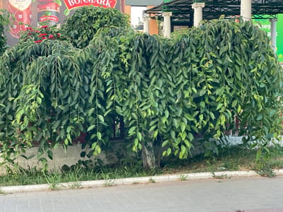 The image shows a large weeping tree with dense green foliage in Colibași, Moldova. The tree is positioned in front of a building with advertisements visible in the background. The lower portion of the tree's trunk is visible, and its branches cascade downwards, obscuring much of the building and surrounding area. Green grass and a paved walkway with brick-like tiles are in the foreground. The scene appears to be outdoors in daylight.