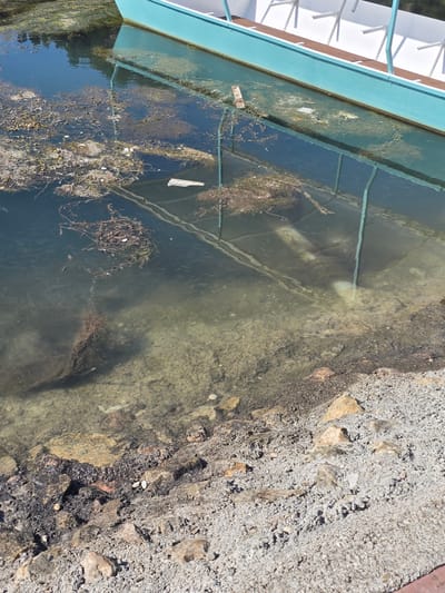 The image shows the edge of a body of water with a boat at the top. The water is murky and contains debris such as algae and plant matter. The bottom of the body of water is visible in some areas, appearing rocky and sandy. The shore is composed of rocks and gravel. The boat is light blue with white railings and seats, suggesting it is a passenger boat. The scene appears to be a waterfront area, possibly a dock or marina, in the city of Divic, Bosnia and Herzegovina.