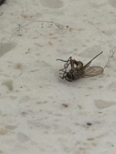 A dead fly is lying on its back on a speckled, light-colored surface. The fly's legs and wings are spread out. The surface appears to be a countertop or table with a porous texture. There are some small dark specks and a few light-colored, irregular shapes on the surface, possibly from the material itself or dust. A few thin, dark strands, possibly hair or cobwebs, are also visible on the surface. The image is taken from a slightly elevated angle, focusing on the fly. No people or specific city landmarks are visible.
