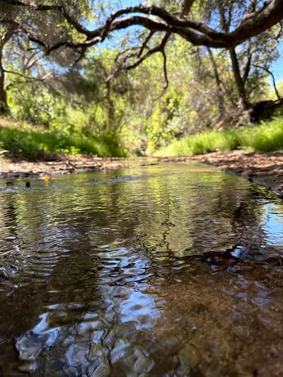 This is a low-angle, close-up, eye-level shot of a shallow, clear stream flowing through a wooded area in Aliso Viejo, California. The water is reflecting the dappled sunlight filtering through the overhead branches of trees, creating a textured, wavy pattern on the surface. The streambed is visible beneath the clear water, appearing to be composed of small pebbles and sand. The banks of the stream are lined with dry leaves and some green grass, with more lush vegetation and trees visible in the background, out of focus. The overall impression is one of a peaceful, natural setting.