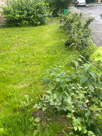 The image shows a grassy area next to a paved surface with a car. A green bin is also visible next to a bush. The greenery consists of bushes and tall grass, with some plants having large leaves. The ground appears damp, suggesting it may have recently rained or the weather is humid. The scene is outdoors, likely in a residential or public area given the presence of a car and a bin. There is no visible text in the image. The overall impression is a naturalistic outdoor setting on a bright day, with the presence of man-made objects. The image is oriented vertically.