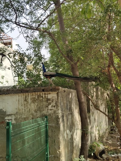 A peacock with iridescent blue and green plumage stands on top of a crumbling, pale yellow concrete wall. Its long tail feathers drape over the side of the wall and extend horizontally across the scene. The peacock is facing to the left, its head held high. Behind the wall, dense green foliage from trees obscures much of the background. To the left, a white building with scaffolding is partially visible through the leaves. In the foreground, a bright green metal fence runs horizontally across the bottom of the image. The scene appears to be an outdoor urban environment, possibly in Gurgaon, India, given the context. The light suggests it is daytime.