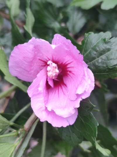 The image is a close-up, eye-level, outdoor shot of a pink hibiscus flower in bloom. The flower is the central subject, with its petals unfurling and revealing a deep red center. Some water droplets are visible on the petals, suggesting it may have recently rained or been watered. The flower is surrounded by lush green leaves, some of which are in focus while others are blurred, creating a bokeh effect that further emphasizes the flower. The lighting is soft, highlighting the delicate textures of the petals and the vibrant colors. The background consists of more foliage and a hint of branches, typical of a garden or natural setting. There are no people or animals visible in the image. The location in the city of Beglatoy, Russia, is not depicted in the visual information provided in the image.