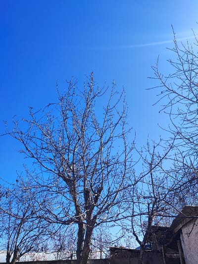 A bare tree dominates the frame against a clear blue sky. Its branches, devoid of leaves, reach upwards, creating a stark contrast against the vivid backdrop. To the right, a portion of a weathered building or structure is visible, suggesting a rural or neglected environment. The scene evokes a sense of stillness and quiet anticipation of the seasons changing.