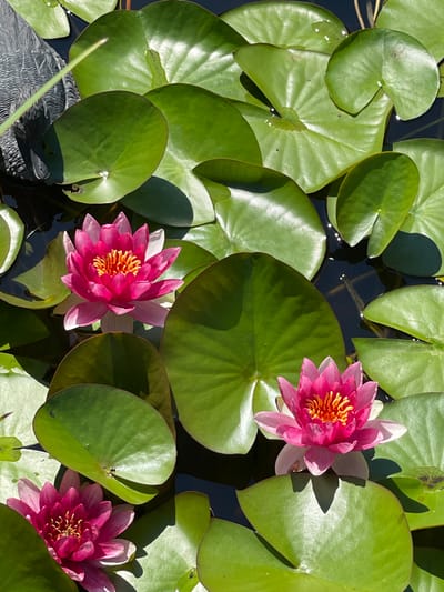 The image depicts a close-up, overhead view of a pond filled with water lilies. Several vibrant pink water lilies are in bloom, their petals spread open to reveal yellow centers. The lilies are surrounded by large, green lily pads, some of which are partially submerged in the dark water. Sunlight casts dappled shadows across the water and foliage, indicating a bright day. In the upper left corner, a portion of a dark, textured object, possibly a decorative element or a garden ornament, is visible. The scene is natural and serene, showcasing the beauty of aquatic plants. The image location is specified as Tataraskaya Kargala, Russia.