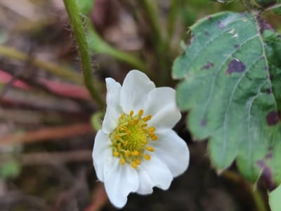 A close-up, eye-level shot captures a solitary white strawberry blossom with prominent yellow stamens. The flower is partially obscured by a green leaf exhibiting dark purple spots, suggesting possible disease or damage. The background consists of blurred foliage and soil, creating a shallow depth of field that emphasizes the bloom. The lighting is natural, with soft illumination highlighting the delicate texture of the petals and the fuzzy stem. The image appears to have been taken outdoors, possibly in a garden or natural environment. There are no people or animals visible in the scene. The location in Beglatoy, Russia, is not discernible from the visual information provided.