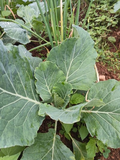 The scene depicts a close-up view of cultivated plants in Makilala, Philippines. In the foreground and center, a young Brassica plant, likely cabbage or broccoli, exhibits several large, broad, dark green leaves with distinct venation. A central, tightly furled bud is visible. Small water droplets are present on the surface of some leaves. Behind and to the left of the central plant, multiple tall, slender green stalks, consistent with green onions or chives, grow vertically. Other broad-leafed plants, similar to the main subject, are partially visible in the mid-ground. The plants are rooted in dark brown soil, with some smaller green weeds scattered throughout the immediate environment. No human figures or active interactions are observed.