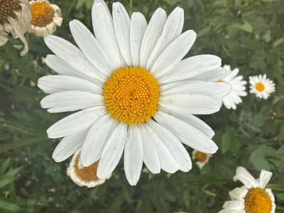A close-up, top-down view of a white daisy with a vibrant yellow center is the primary subject. The daisy's petals are long, slender, and appear slightly worn, with some showing minor imperfections or a yellowish tinge at their tips. The central disk is densely packed with tiny, yellow florets. In the background, out of focus, are other daisies, some appearing to be wilting or past their prime, with browning centers and curled petals. The surrounding environment is a blur of green foliage, suggesting an outdoor setting, possibly a garden or park. The image is well-lit, highlighting the textures and colors of the flowers. There are no people, animals, or man-made structures clearly visible. The scene appears peaceful and natural, focused solely on the floral elements. The image does not contain any identifiable landmarks or features that would specifically place it in Novolativka, Ukraine.