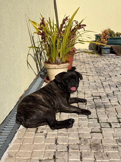 The image depicts an outdoor scene in Mealhada, Portugal, under bright sunlight. A black and brindle French Bulldog, or similar brachycephalic breed, is observed lying prone on a light-colored, patterned stone patio surface. The dog is positioned with its body angled to the lower left, its head turned slightly towards the viewer, mouth open, and a pink tongue extended. Its eyes appear partially closed or squinted. Along the left edge of the frame, a cream-colored stucco wall is visible, casting distinct shadows from objects in the foreground. A metal drainage grate runs along the base of this wall. Adjacent to the wall, a large potted plant with long green leaves and dark red flowers is contained within a light-colored, textured ceramic pot resting on a terracotta saucer. Behind this, another plant in a terracotta pot is partially visible. In the background, towards the right, a rectangular planter box, possibly dark green, contains small succulent plants with reddish and yellow foliage. A dark mat or textile is partially visible behind this planter. The overall scene is well-lit, indicative of a clear, sunny day.