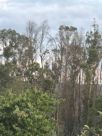 The image presents a scene of trees in Celorico de Basto, Portugal. The trees exhibit varying degrees of foliage, with some appearing bare or sparsely covered in leaves, while others are densely green. The sky is overcast and grey. The location is identified as Celorico de Basto, Portugal.
