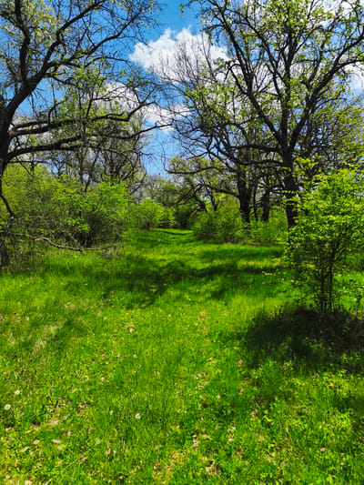 A sunlit clearing in a wooded area with a path leading into the trees. Green grass covers the ground, dotted with dandelions and other small plants. Trees with dark trunks and branches, some with sparse green leaves, frame the clearing. Blue sky with white clouds is visible through the branches above. The location is Omarchevo, Bulgaria. No people are visible.