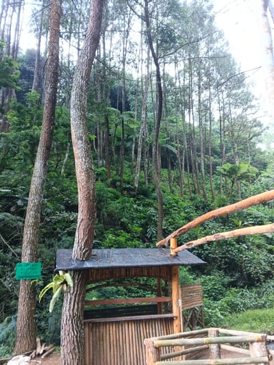 The image captures a dense forest scene, dominated by numerous tall, slender pine trees. Their straight, rough-barked trunks rise high towards the overcast sky, with their needles forming a dense canopy overhead. The ground and lower slopes are covered in abundant, lush green foliage, including various shrubs and large fern plants. The overall setting is natural and wild, with a sense of depth created by the receding lines of trees.
In the foreground, a small, rustic wooden structure or shelter is visible, partially built into the base of one of the large pine trees. This structure appears to have a dark, possibly corrugated, roof and walls made of vertically arranged bamboo or slender logs, forming an open-fronted kiosk or resting spot. A wooden railing, made from rough-hewn logs, extends from the right side of the frame, hinting at a pathway or viewing area. A portion of the structure's roof has a gap where a tree trunk passes through. Hanging from the side of the tree next to the structure is a green sign with partially visible white text.
The visible text on the green sign reads: "NO. SO. 1.2.9.3" followed by "ZONA PEMANFAATAN". "Zona Pemanfaatan" translates from Indonesian to "Utilization Zone" or "Management Zone." This detail suggests the location is in Indonesia or a region where Indonesian is spoken, which contradicts the provided location context of Chilanga, Zambia.
No people or specific activities are visible, emphasizing the tranquility and natural beauty of the forest. The lighting is soft and diffused, characteristic of an overcast day or a well-shaded area within a dense forest. The atmosphere is serene and verdant, suggesting a peaceful natural environment.
