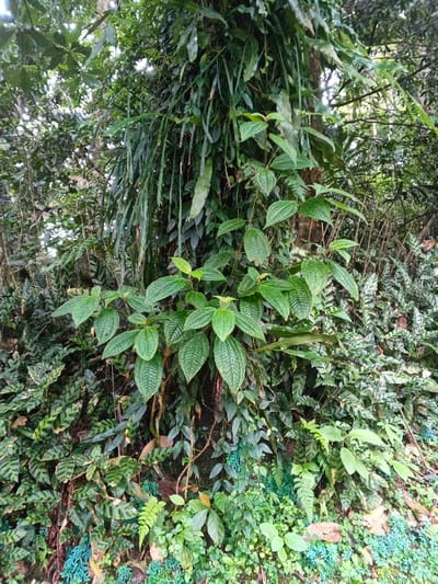 The scene depicts a dense section of tropical vegetation, consistent with a forest environment in Tây Ninh, Vietnam. A large tree trunk, partially obscured by growth, forms the central vertical element. A prominent plant with numerous light green, ovate leaves, each featuring distinct, deeply furrowed venation, extends from the lower-middle portion of the trunk, spreading horizontally and upwards. Above this plant, multiple long, slender, dark green, strap-like leaves or vines hang vertically, indicating epiphytic growth. The background is filled with a thick, indistinguishable mass of dark green foliage, suggesting a continuous canopy. The lower foreground exhibits a diverse undergrowth, including various ferns, small broadleaf plants, and a notable ground cover with patterned light and dark green striped leaves, intermingled with patches of a distinctive teal-colored ground vegetation. No human figures or man-made objects are visible within the frame.