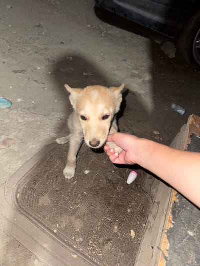 A light-colored puppy is sitting on a textured mat outdoors. A human hand is reaching out and touching the puppy's paw. The ground is dirt and gravel, and there is a dark-colored car in the background. A small, light-colored object with a pink tip is on the mat near the puppy's paw. The scene appears to be in a somewhat unkempt outdoor area, possibly an alley or yard. The lighting suggests it may be evening or nighttime. The location is specified as Shamalgan, Kazakhstan.