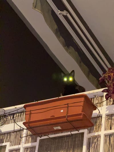A cat with glowing green eyes peers from the shadows near a window box attached to a white lattice structure. The structure is topped with a plant. In the background, a building with horizontal stripes is visible. The image has a low-light quality. While it is impossible to confirm with certainty that the location is Vinaròs, Spain without more data, the architecture and vegetation could potentially be found in such a location.