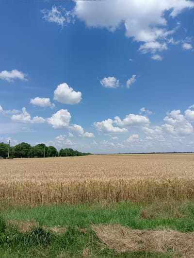 The image shows a vast, golden wheat field under a bright blue sky dotted with fluffy white clouds. The wheat stalks are mature and appear ready for harvest, stretching across the landscape as far as the eye can see. In the background, a line of lush green trees borders the field, creating a distinct contrast with the golden hues of the wheat. A power line stretches horizontally across the upper portion of the image. In the foreground, a strip of vibrant green grass is visible, with some dry, cut grass or straw lying on top. The scene appears to be in a rural setting, likely on the outskirts of Parkany, Moldova, given the agricultural landscape and the time of year implied by the ripeness of the wheat. There are no people or animals visible in the image, and no overt actions or interactions are depicted. The environment is one of natural beauty and agricultural productivity.