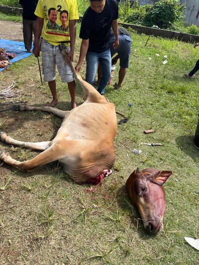 Location: Paya Geli, Indonesia.

Scene: A recently slaughtered brown cow lies on a grassy area. The cow's head has been severed and is positioned near the body. There is visible blood. Two knives rest on the grass near the cow.

People: Several people are present around the cow. One person, wearing a yellow t-shirt with images and text in Indonesian, is holding one of the cow's legs. Another person is holding a metal rod near the cow's leg. A third person is kneeling nearby.