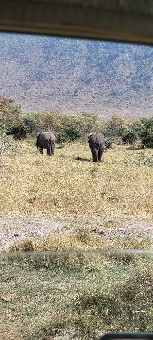 The image depicts an outdoor natural scene near Lerai Ranger Post, Tanzania, viewed from inside a vehicle, with a dark horizontal bar visible in the top and bottom foreground. Two African elephants are the primary subjects, positioned in the midground, walking away from the viewer. The elephant on the left is further back and slightly to the left, while the elephant on the right is more central and closer. Both animals exhibit dark grey hides and are partially obscured by their rearward orientation. They are situated in a landscape dominated by dry, yellow-brown grass and scattered green and brown bushes. In the distant background, a large, rocky mountain range rises under a clear sky. The overall environment appears arid or semi-arid under bright daylight conditions. No human subjects or their direct interactions are visible.