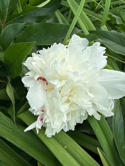 A close-up, eye-level, outdoor shot showcases a voluminous white peony flower with delicate, ruffled petals. Some petals display subtle hints of crimson at their edges. The peony is nestled amongst lush, deep green foliage, with some leaves showing intricate vein patterns. The background is softly blurred, creating a bokeh effect. The image captures the floral beauty without any human presence, suggesting a serene natural setting likely in a garden or park. The specific location in Чуй-Атасево, Russia, cannot be determined from the visual information provided in the image.