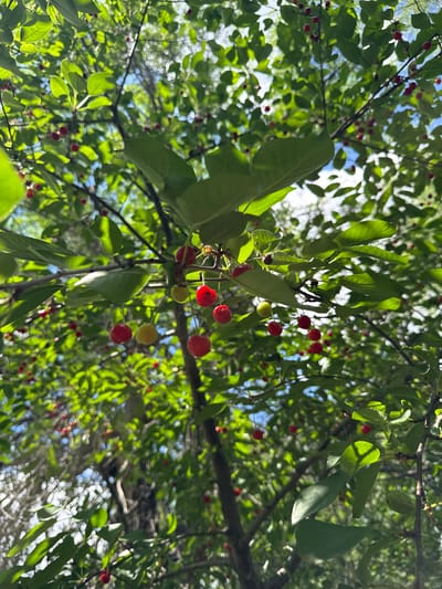 The image shows a close-up view of a cherry tree branch laden with ripe red cherries and some unripe yellow cherries, set against a backdrop of green leaves and a hazy blue sky. The perspective is from below, looking up into the tree canopy. Sunlight filters through the leaves, creating a dappled effect. In the foreground, several bright red cherries are in focus, some still attached to their stems. Towards the center of the image, a small spider can be seen on a cherry stem. The background is a blur of green foliage and glimpses of the sky, indicating a natural outdoor setting. The scene does not contain any specific landmarks or indicators that would allow for precise localization to the city of Kamensk-Shakhtinsky, Russia. The image captures a moment in nature, likely during the cherry harvesting season.
