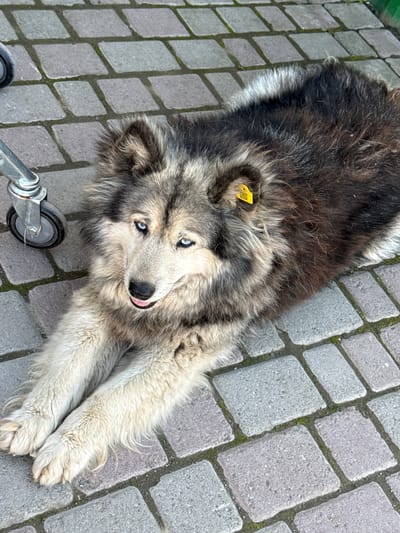 A husky dog with blue eyes lies on a paved surface, possibly a sidewalk or courtyard. The dog has a multi-colored coat of grey, black, and white fur. A yellow tag with a QR code is attached to its fur behind its ear. To the left of the dog, a metal caster wheel is visible, suggesting the presence of some form of equipment, perhaps a cart or a medical device. The paving stones are a mix of grey and lighter tones, with some green moss growing in the gaps between them. The overall setting appears to be an outdoor urban or semi-urban environment in Onguday, Russia, given the context provided. The dog's posture and expression suggest it is resting or waiting.