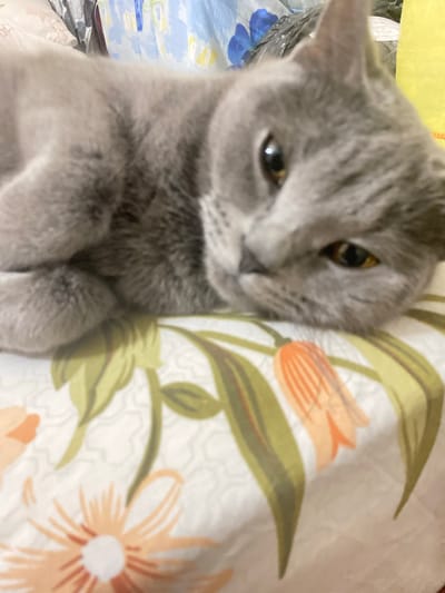 A close-up, slightly blurry photo shows a fluffy grey cat lying down with its paws tucked in. The cat is positioned on its back, with its head tilted to the left, looking towards the camera. Its eyes are open, with the left eye appearing slightly larger and more dilated than the right. The cat has grey fur with subtle darker grey tabby markings on its forehead and around its eyes.
The cat is lying on a white surface adorned with a floral pattern. The pattern features stylized orange and yellow flowers with green leaves, reminiscent of tulips. To the left of the cat, out of focus, a yellow surface is visible, possibly a blanket or fabric, with hints of blue and white patterns peeking through.
The lighting in the image is soft, suggesting an indoor setting, possibly during the daytime or under artificial light. The overall mood is relaxed and domestic, with the cat appearing comfortable and possibly sleepy or curious. There is no visible text in the image. The context of Kocasinan, Turkey, provides a geographical location but no specific visual cues within the image itself confirm this.
