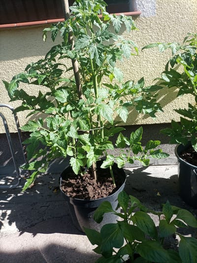 The image captures a sunny outdoor scene at a residential property in Reda, Poland. In the foreground, two potted plants are visible. The larger plant, a tomato plant, stands upright in a black pot, supported by a wooden stake and twine. Its vibrant green leaves are lush and spread outwards. To the right and slightly further back, another black pot contains the top of a second plant, its leaves also green and healthy. Behind the tomato plant, a section of a light yellow textured wall is prominent, with a dark brown overhang or roofline visible at the top. The ground appears to be paved with grey concrete slabs. A metallic garden item, possibly part of a chair or cart, is partially visible on the left side of the frame, casting a shadow on the ground. The lighting suggests it is daytime, with strong sunlight creating distinct shadows.