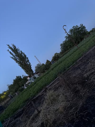 The image depicts a sloped garden or field area under a clear, pale blue twilight sky. In the foreground, dry, dead grass and organic debris cover dark soil. A few wooden stakes are visible. Further up the slope, rows of lush green plants are growing, possibly vegetables or crops. In the background, trees and shrubs form a dense line. To the left, a tall, slender tree with thin, wispy leaves leans significantly to the left. Behind the trees, several structures are partially visible, including what appears to be a house with a red roof and some greenhouse-like coverings. A tall, lattice-like structure, possibly a crane or telecommunications tower, is visible in the distance. A bent metal pole with insulators, resembling an old street lamp or utility pole, stands on the right side of the image. The scene appears to be located in an outdoor, semi-rural environment, possibly on the outskirts of the village of Golyam Chardak, Bulgaria, given the context.