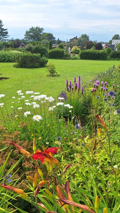 The image depicts a vibrant garden scene in Flokši, Latvia. In the foreground, a cluster of red and orange daylilies are in bloom, with some buds also visible. Interspersed with the daylilies are white daisies, tall purple liatris flowers, and spiky blue globe thistles. The garden is bordered by a well-maintained green lawn, with various shrubs and trees in the background. A house with a red roof is visible in the distance, nestled amongst the greenery. The sky is partly cloudy, suggesting a pleasant day. The overall impression is one of a lush and well-tended garden, characteristic of rural Latvian landscapes.